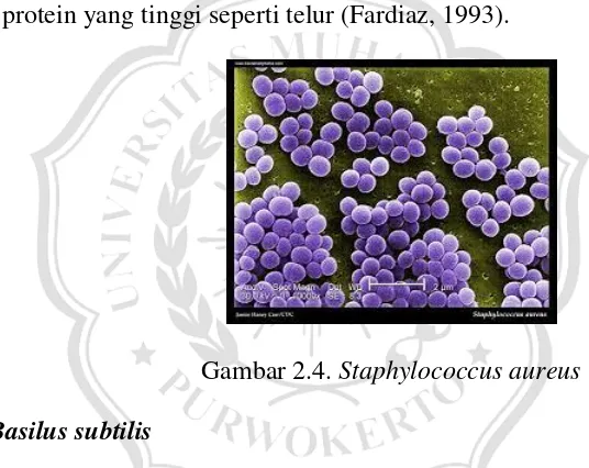 Gambar 2.4. Staphylococcus aureus 