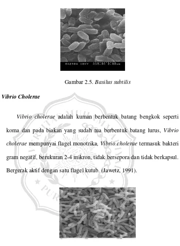 Gambar 2.5. Basilus subtilis 
