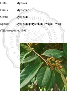 Gambar 2.1. Daun salam (Syzygium polyanthum) 