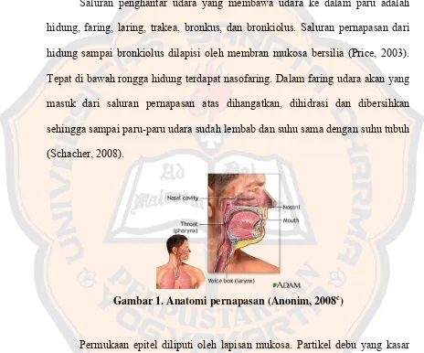Gambar 1. Anatomi pernapasan (Anonim, 2008c) 