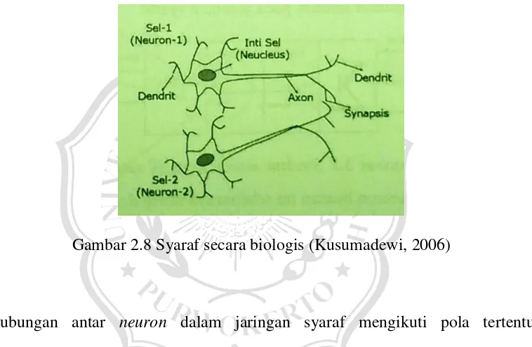 Gambar 2.8 Syaraf secara biologis (Kusumadewi, 2006) 