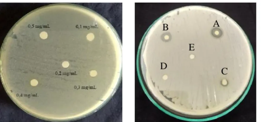 Gambar 1. Hasil Isolat Rutin Daun Singkong terhadap Bakteri S. aureus.