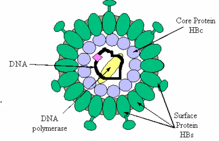 Gambar 2. Virus Hepatitis B (Anonim, 2008 c)