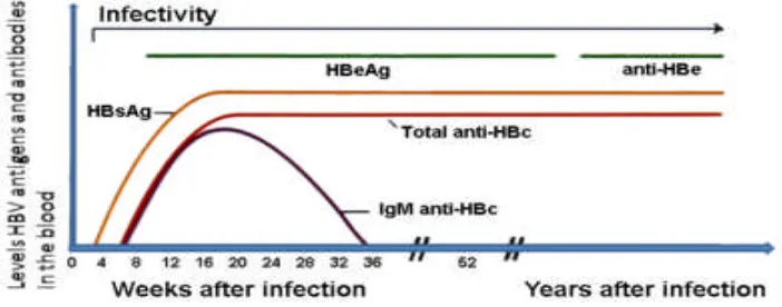 Gambar 3. Grafik Petanda Serologi Hepatitis B Kronis (Anonim, 2008 f)