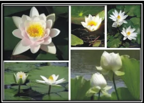 Gambar 2. Teratai  Jenis Nymphaea Caerulea 
