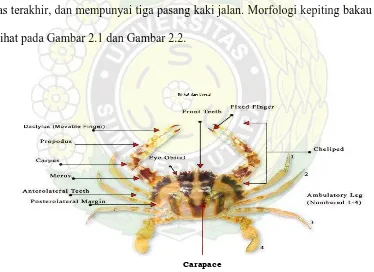 Gambar 2.1. Morfologi Kepiting Bakau (Dilihat dari Dorsal)   