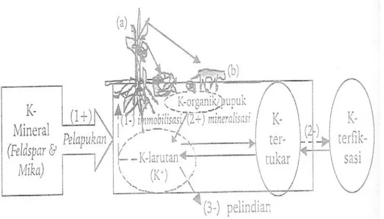 Gambar 4 Siklus Kalium 