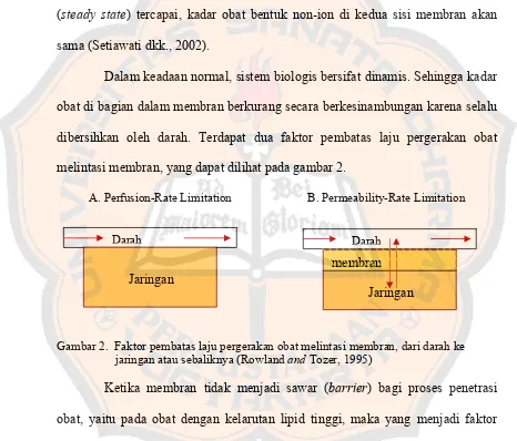 Gambar 2.  Faktor pembatas laju pergerakan obat melintasi membran, dari darah ke  