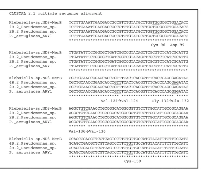 Gambar 2. Hasil pensejajaran gen merB isolat bakteri 2B.2 dan 4B.2 Pseudomonas sp. dengan Klebsiella sp