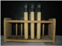 Gambar emulsi ganda a/m/a Virgin Coconut Oil untuk uji homogenitas pada berbagai variasi