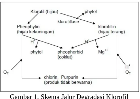 Gambar 1. Skema Jalur Degradasi Klorofil