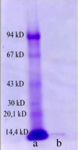 Gambar 5. Isolasi lektin dengan metode  SDS-PAGE  dengan  menggunakan  pewarnaan Coomassie Briliant Blue R  –  250.(a) Protein standar,  Phosphorylase 