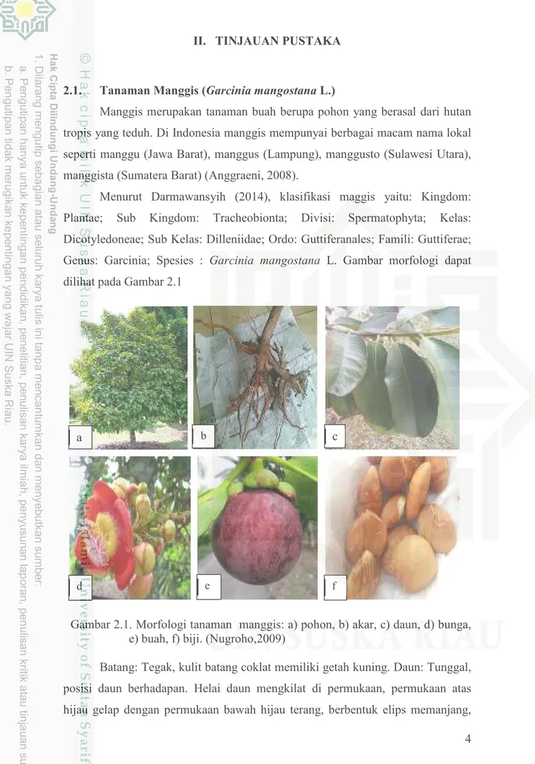 Gambar 2.1. Morfologi tanaman  manggis: a) pohon, b) akar, c) daun, d) bunga,   e) buah, f) biji