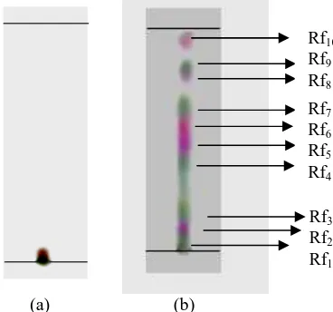Gambar 1. Hasil KLT CHClPartisi  (a) Eluen Crude n-heksana Hasil n-heksana 100 %   (b)  Eluen 3 100 %  