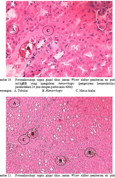 Gambar 11. Fotomikroskopi organ ginjal tikus jantan Keterangan : A. TubulusWistar akibat pemberian air putih 25ml/kgBByang mengalami hemorrhagic(pengecatan hematoksilin-eosin pembedahan 24 jam dengan perbesaran 100x).B