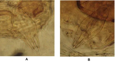 Gambar 3.  Genitalia jantan parasitoid telur asal Asembagus (A) dan Lamongan (B)  Figure 3