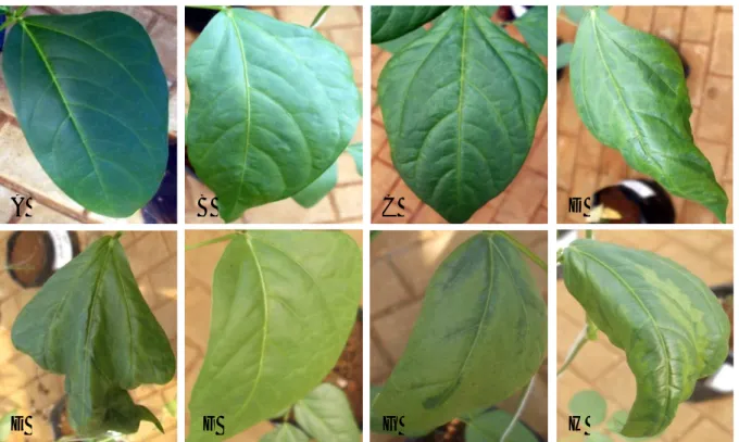 Tabel 3. Pengaruh perlakuan ekstrak tanaman terhadap keparahan penyakit dan gejala pada kacang panjang