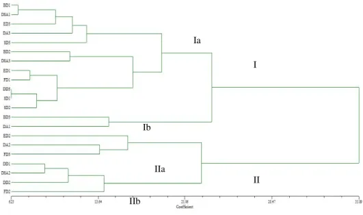 Figure 2. Dendrogram of 21 maize dent landraces constructed using UPGMA cluster analysis of Euclidean  distance values obtained by morphological data