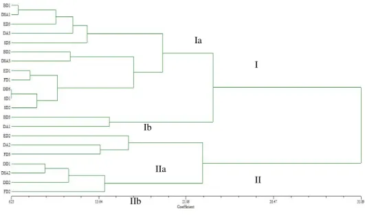 Figure 2. Dendrogram of 21 maize dent landraces constructed using UPGMA cluster analysis of Euclidean  distance values obtained by morphological data