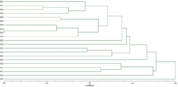 Figure 3. Dendrogram of 21 maize dent landraces constructed using UPGMA cluster analysis of genetic  distance values (Nei and Li, 1979) obtained from RAPD data   