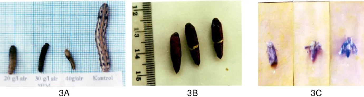 Tabel 2. Pengaruh konsentrasi Ekstrak Biji Mimba terhadap perkembangan larva S. litura dan H