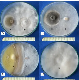 Gambar 7. Mekanisme penghambatan Gliomastix sp. terhadap  Fusarium oxysporum menyebabkan hifa keriting  (A-B)
