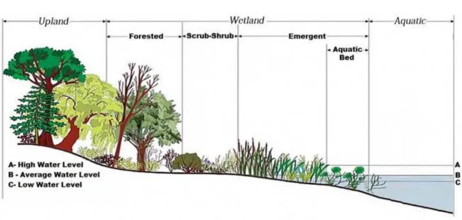 Gambar 6. Skema Zonasi Lahan Basah Berdasarkan National Wetland Inventory (Wilcox et al
