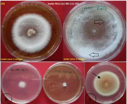 Gambar 5.   Morfologi  isolat  Pb11  dengan  karakter  yang  berbeda  di  antara  isolat  Phlebiopsis  sp.1  lainnya,  yaitu  absent  pada  awal  yang  berubah  menjadi  zonate  pada  pertumbuhan  lanjut,  cirinya  pada  lingkaran  konsentrisitas