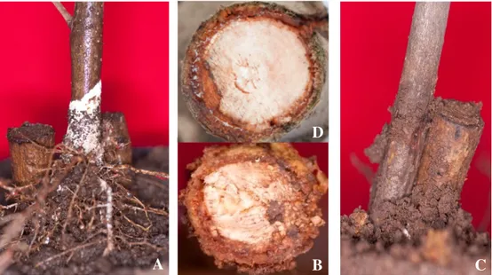 Gambar 3. Respon toleransi semai Pterocarpus indicus terhadap Ganoderma sp. isolat GD TP 2  8 minggu setelah inokulasi