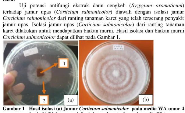 Gambar 1   Hasil isolasi (a) Jamur Corticium salmonicolor  pada media WA umur 4  hari  (b) Biakan murni Corticium salmonicolor pada media PDA  