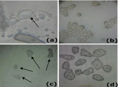 Gambar  3  Penampakan  spora  jamur  Corticium  salmonicolor  secara  mikroskopis    (a) Basidiospora hasil pengamatan (perbesaran 40x10), (b) Basidiospora  berdasarkan  literatur  (Akrofi  dkk.,  2014),  (c)  konidiospora  hasil  pengamatan    (perbesaran