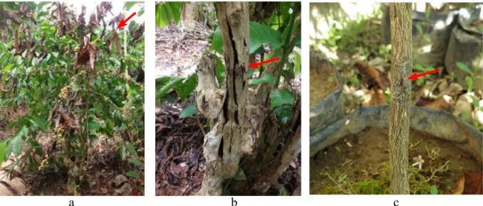 Gambar 1  Gejala kanker batang kopi. a, Mati pucuk (dieback); b, Kanker batang pada tanaman  di lapangan; c, Kanker batang dengan inokulasi buatan.