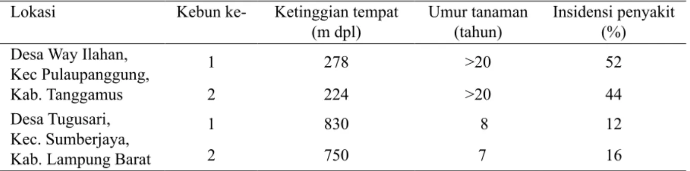Tabel 1  Insidensi penyakit kanker batang kopi di Lampung a