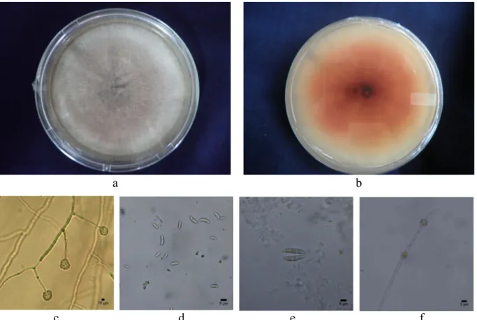 Gambar  2  Morfologi  Fusarium solani  SYW-5.  a,  Morfologi  koloni  pada  mediun  ADK; 