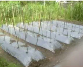 Gambar 1: Bedeng Percobaan