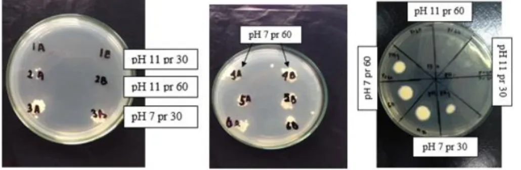 Gambar 1.  Hasil  skrining  pengujian  antifungi  peptida  hasil  hidrolisis  susu  kambing  dengan  protease Bacillus sp