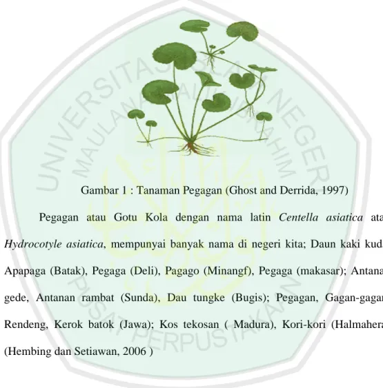 Gambar 1 : Tanaman Pegagan (Ghost and Derrida, 1997) 