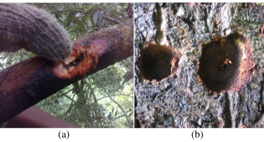 Gambar 1.  Gejala serangan hama Penggerek Batang (Batocera hercules)   pada  cabang  (a)  dan  batang pala (b) 