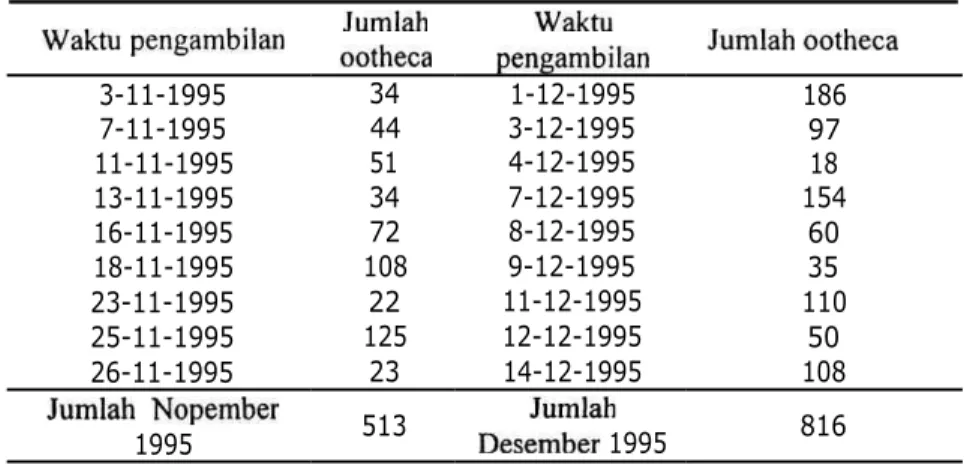 Tabel  1.  Produksi  kapsul  telur  (&#34;ootheca&#34;)  dari  satu  koloni   Periplaneta  americana  di laboratorium