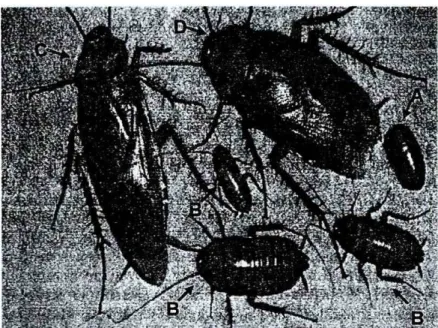 Gambar  kecoa  Amerika (Periplaneta  americana)  Keterangan:  A =  kapsul  telur  (ootheca)  