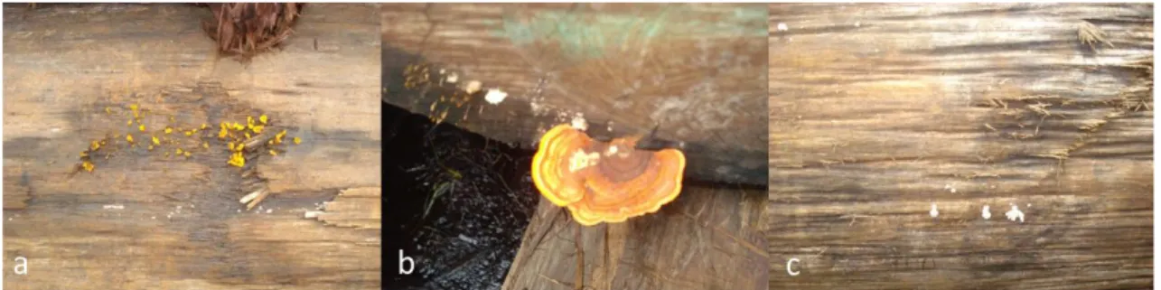 Gambar 1. Tiga jenis jamur yang ditemukan pada log kayu nyatoh (a) Dacryopinax spathularia, (b) Pycnoporus sanguineus  (c) Schizophyllum commune  