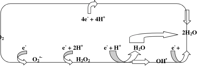 Gambar 2. Produksi radikal bebas pada reaksi reduksi oksigen menjadi air(Suyatna, 1989)