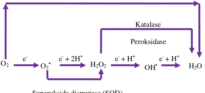 Gambar 3. Mekanisme enzim menetralkan pembentukan atau efek radikal bebasselama proses metabolisme normal dalam tubuh (Gitawati, 1995).