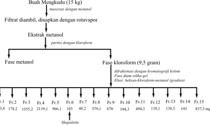 Gambar 1. Skema isolasi skopoletin dari buah Mengkudu (Abs blanko–Abssampel)––––––––––––––––––––
