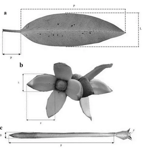 Gambar  2.  Pengukuran  morfometrik  (a)  panjang  daun,  lebar  daun  dan  panjang  tangkai daun, (b) panjang, lebar dan mahkota bunga; serta (c) panjang  dan diameter buah R