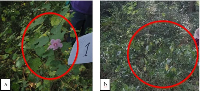 Gambar 1 (a) tumbuhan pungpulutan (Urena lobata) (b) Habitus tumbuhan pungpulutan 