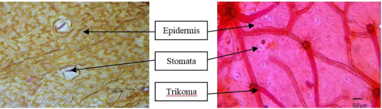 Gambar 4 Sayatan paradermal sisi adaksial (a) dan abaksial (b) daun pungpulutan (Urena lobata) perbesaran 400x 