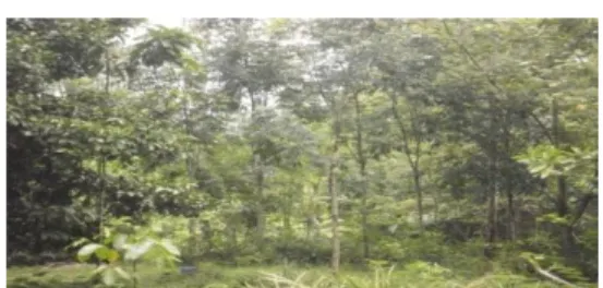 Gambar  7.  Hutan  Mahoni  Pada  Hutan  Diklat Jampang Tengah 
