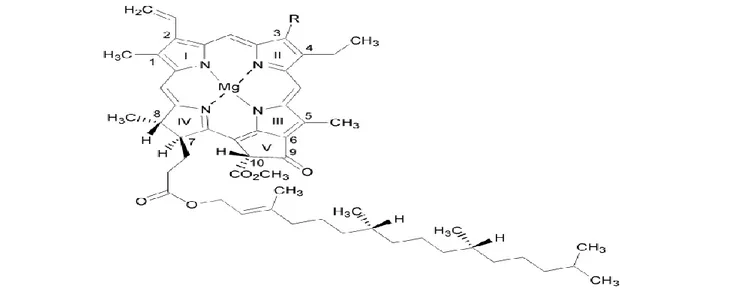 Gambar 1 Struktur klorofil (klorofil a (R = CH 3 ) dan klorofil b (R = CHO). 