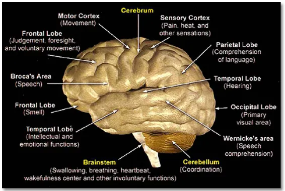 Gambar 1. Anatomi Otak Manusia (Anonim, 2008a) 